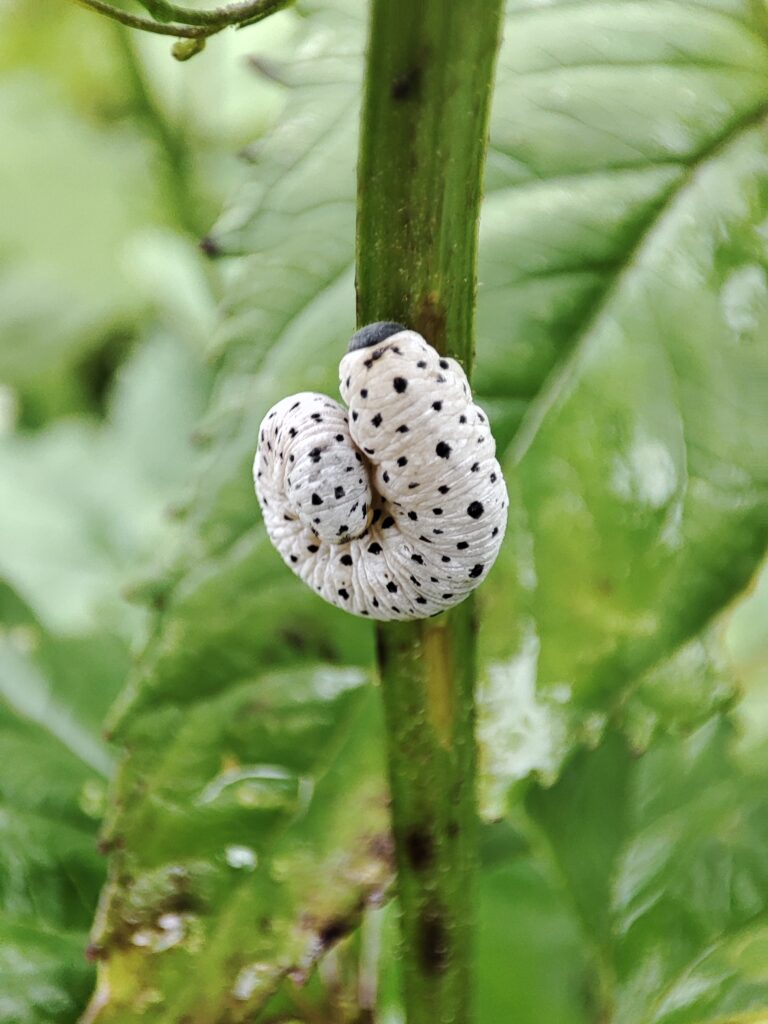 Das Bild zum Thema Nachhaltigkeit und Ökologie zeigt eine Schmetterlingsraupe auf einem Pflanzenstengel