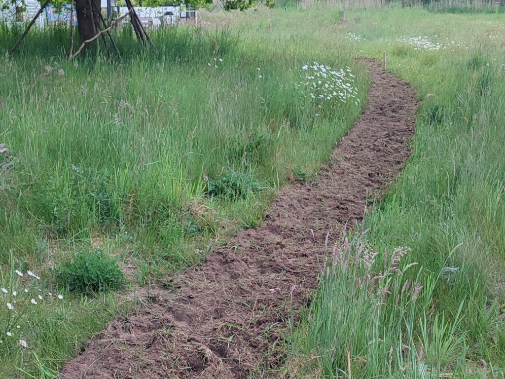 Das Bild zeigt den künftigen Lernpfad durch die Naturwiese von Einsweiter. Der Rasen ist entlang des Weges bereits "gerodet" 